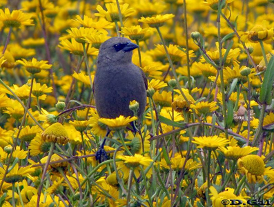 MÚSICO (Agelaioides badius) - La Pedrera-ROCHA (Noviembre 2010)